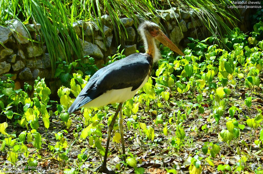 Lesser Adjutant