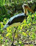 Lesser Adjutant