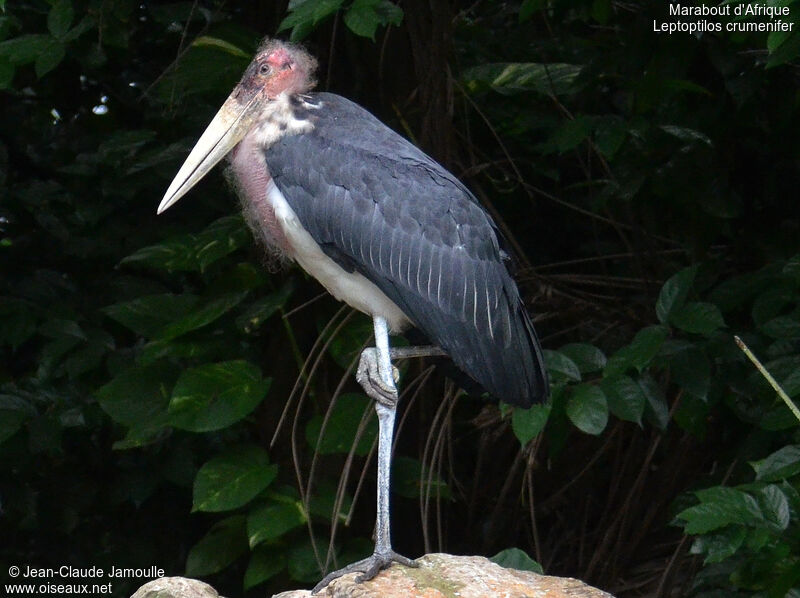 Marabou Stork, Behaviour