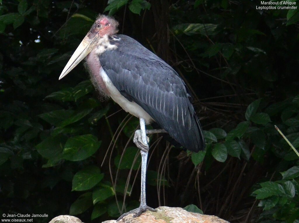 Marabou Stork, Behaviour