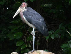 Marabou Stork