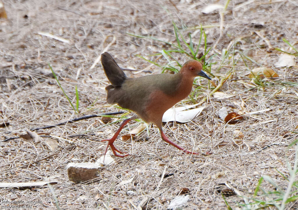 Marouette bruneadulte, identification, marche, mange