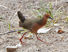 Ruddy-breasted Crake