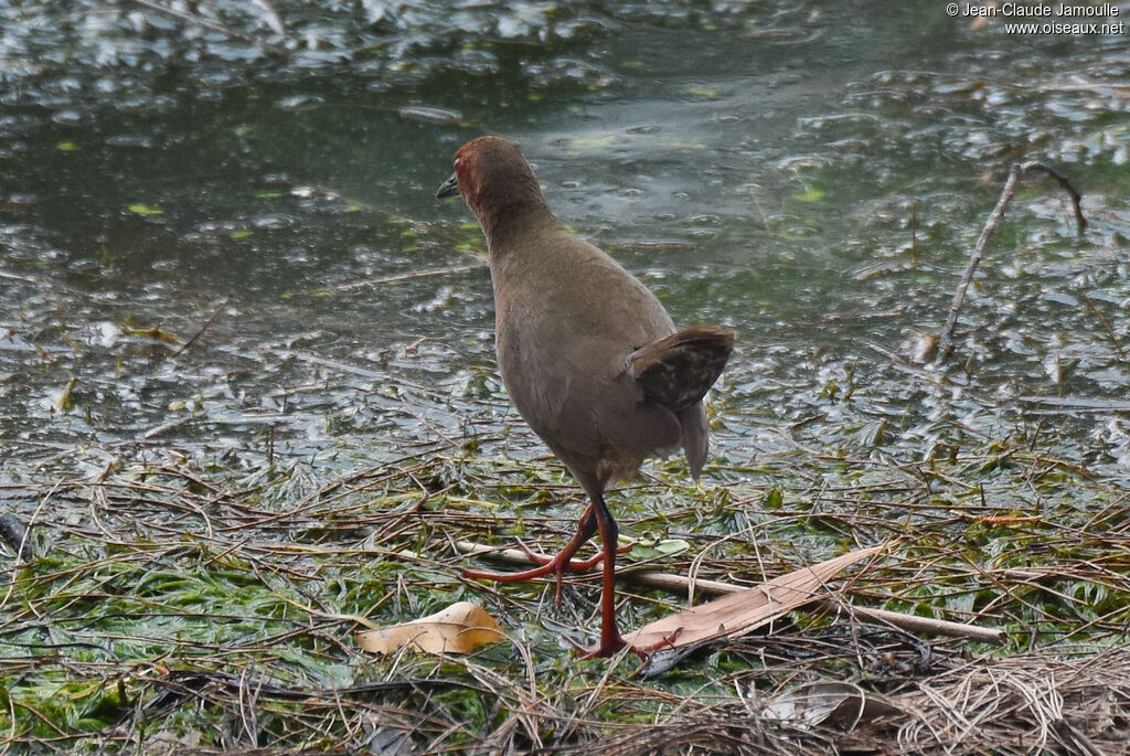 Marouette brune