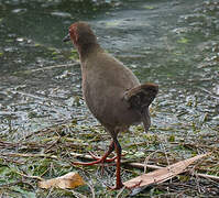 Ruddy-breasted Crake