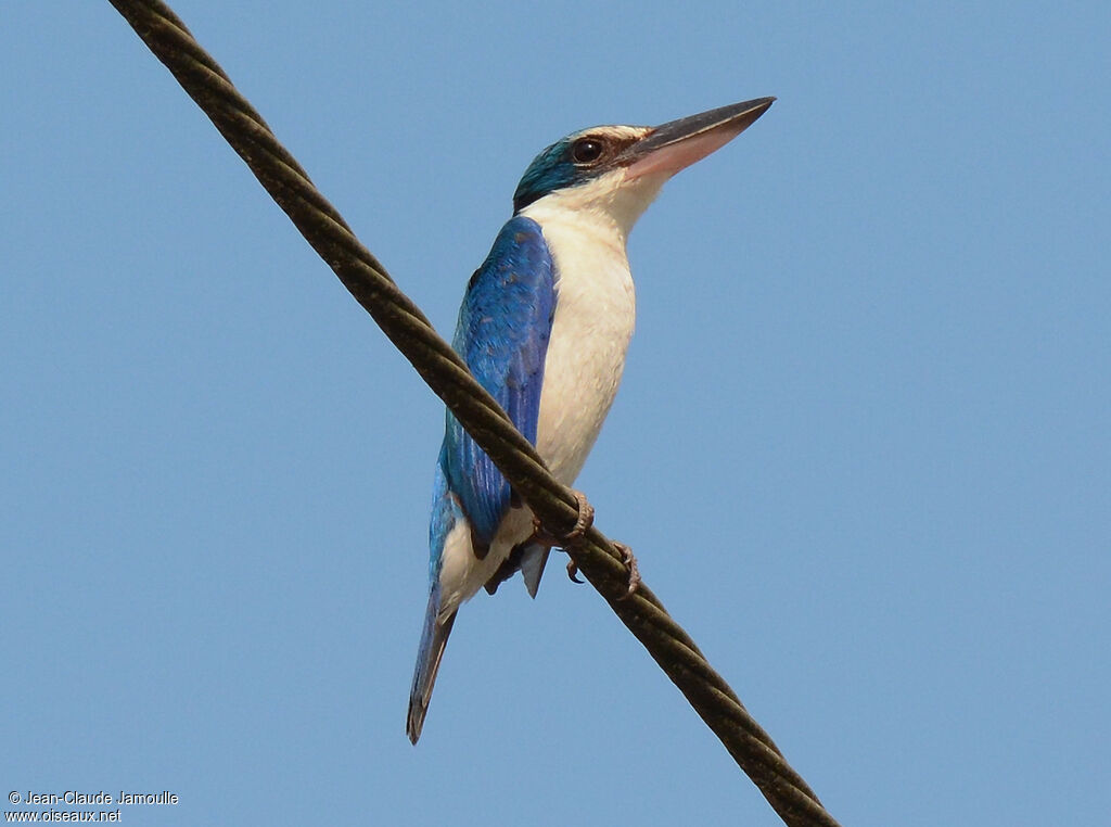 Collared Kingfisher