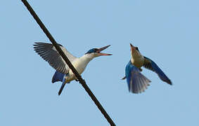 Collared Kingfisher