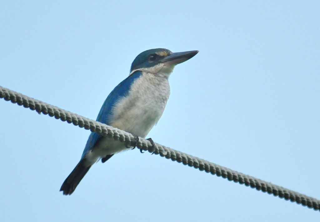 Collared Kingfisher