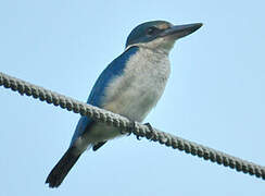 Collared Kingfisher