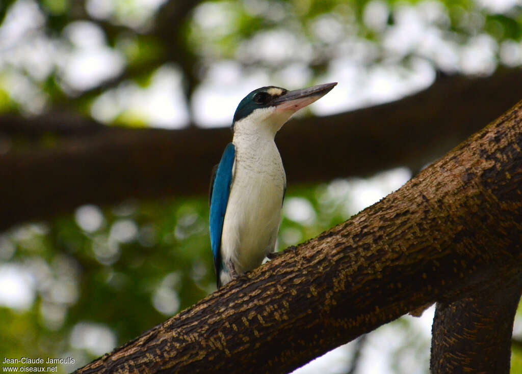 Collared Kingfisheradult, Behaviour