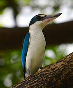 Collared Kingfisher