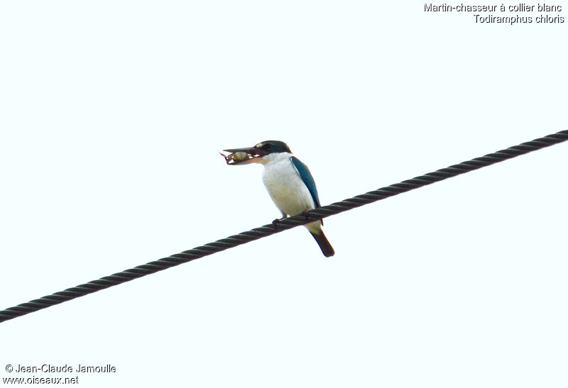 Collared Kingfisher, feeding habits
