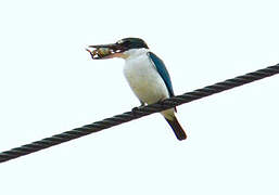 Collared Kingfisher