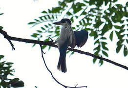 Collared Kingfisher