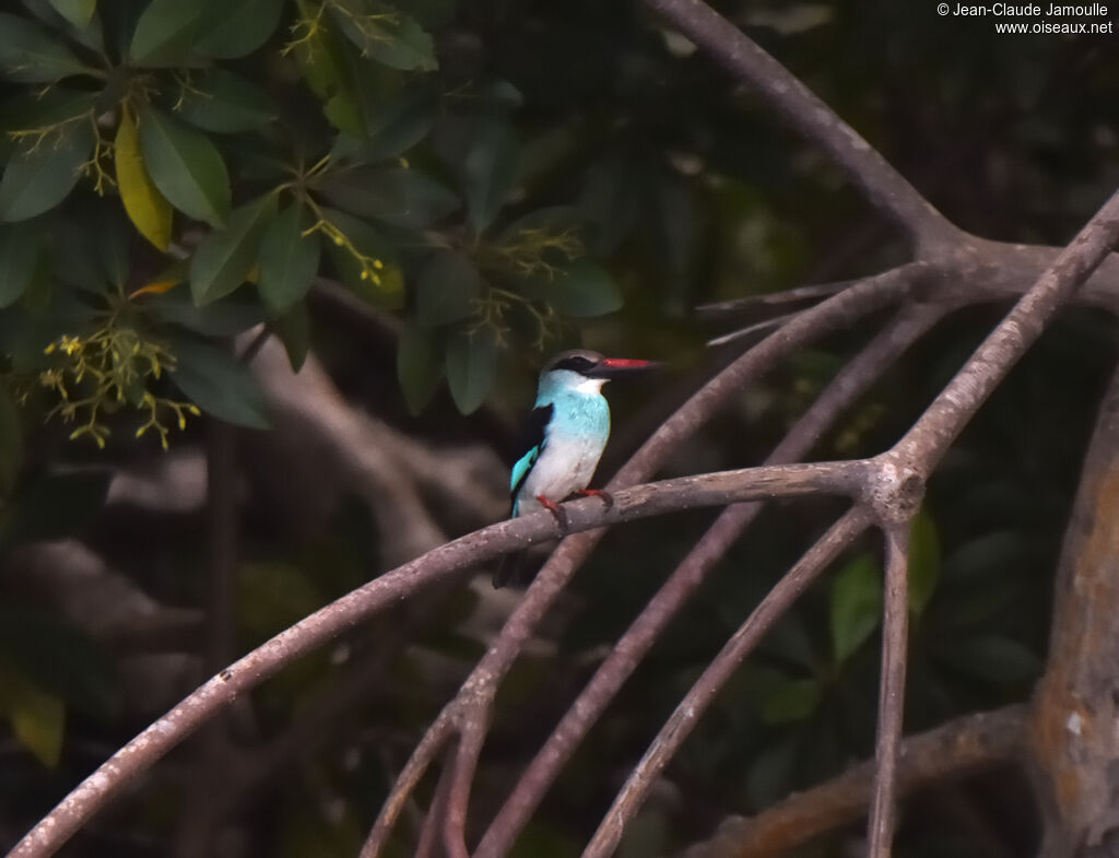 Blue-breasted Kingfisher