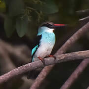 Blue-breasted Kingfisher