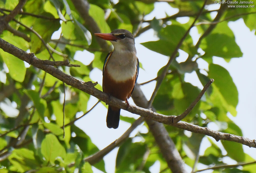 Grey-headed Kingfisher