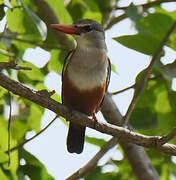 Grey-headed Kingfisher