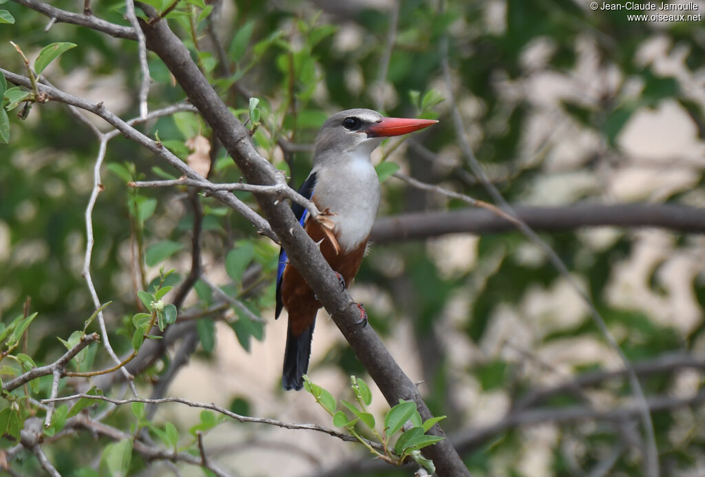 Grey-headed Kingfisher