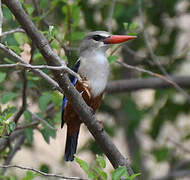 Grey-headed Kingfisher