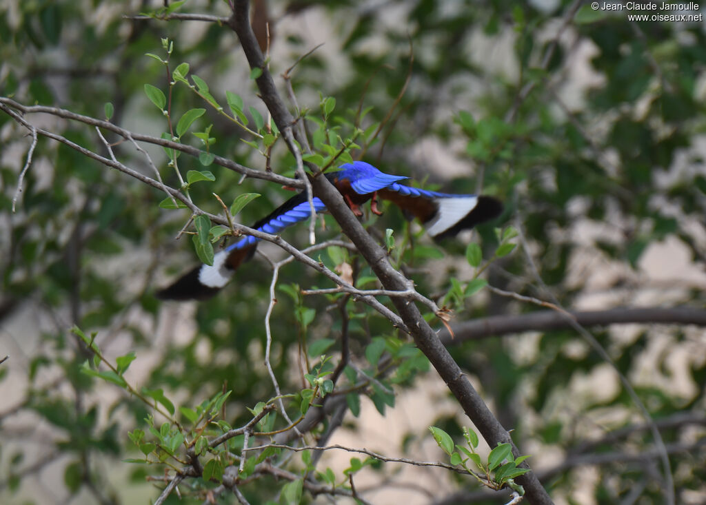 Grey-headed Kingfisher