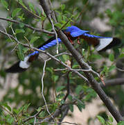 Grey-headed Kingfisher