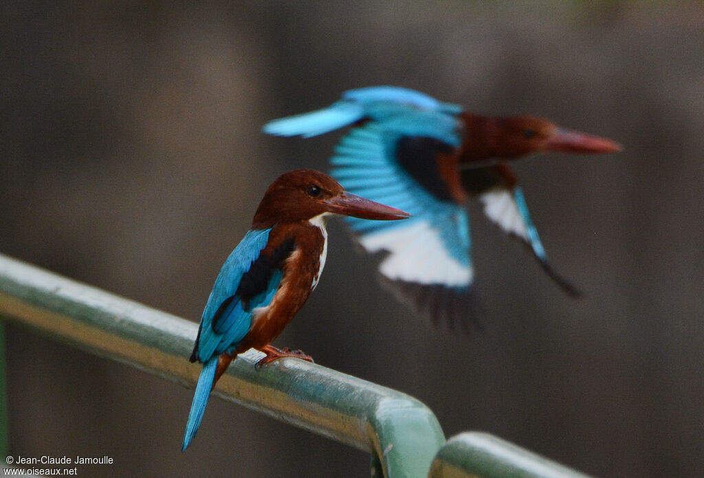 White-throated Kingfisher