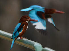 White-throated Kingfisher