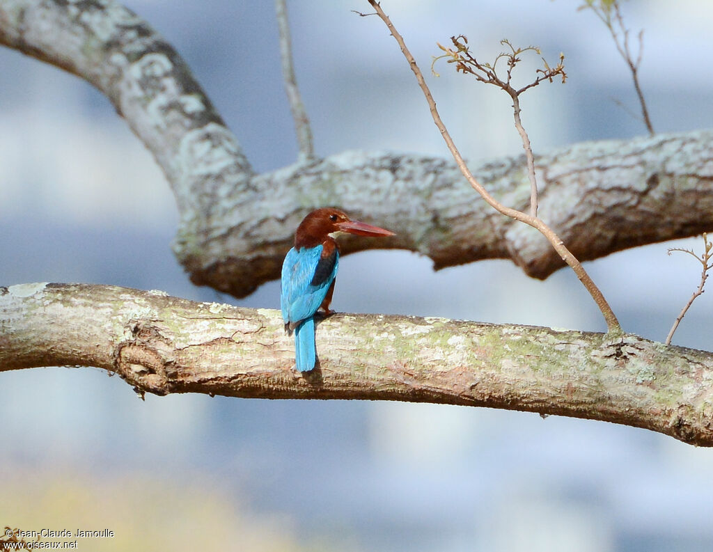 White-throated Kingfisher