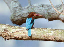 White-throated Kingfisher