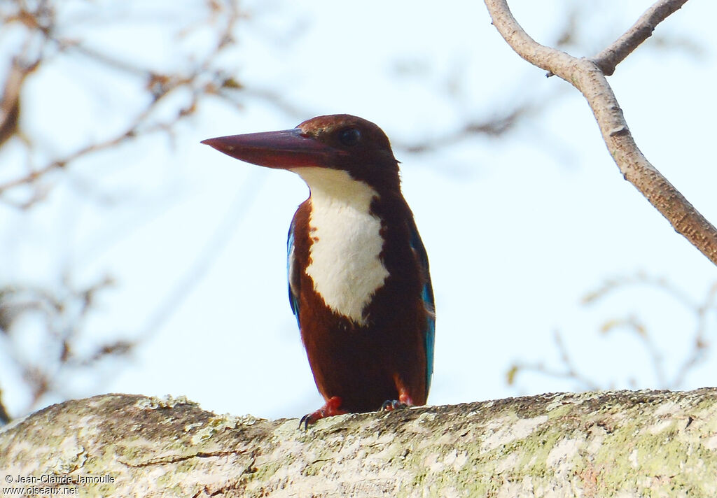 White-throated Kingfisher