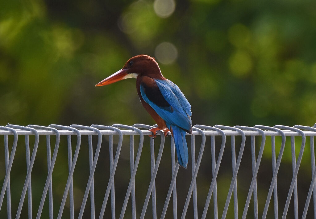 White-throated Kingfisher, identification, aspect, fishing/hunting