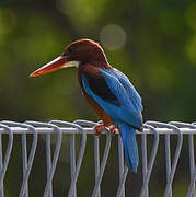 White-throated Kingfisher