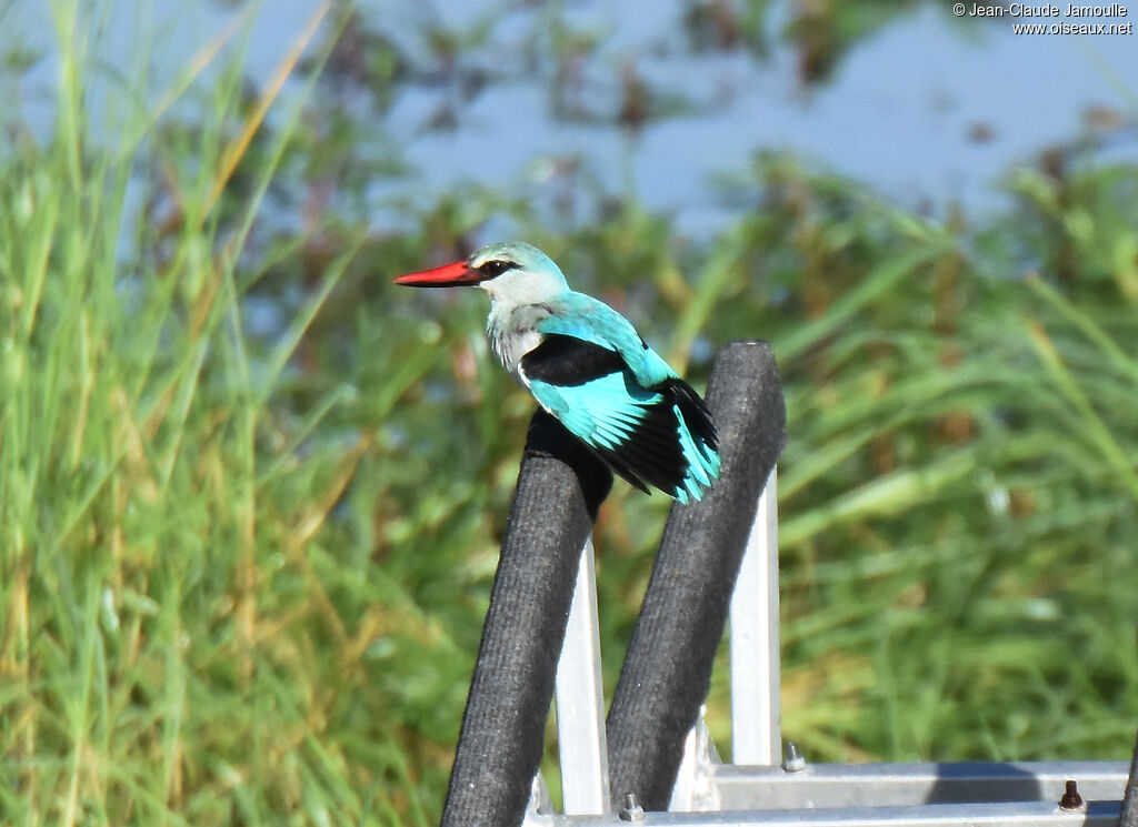 Woodland Kingfisher