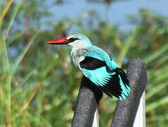 Woodland Kingfisher