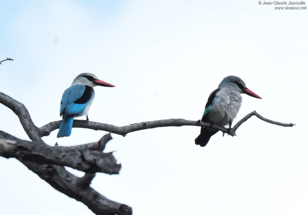 Woodland Kingfisher