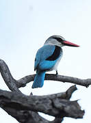 Woodland Kingfisher