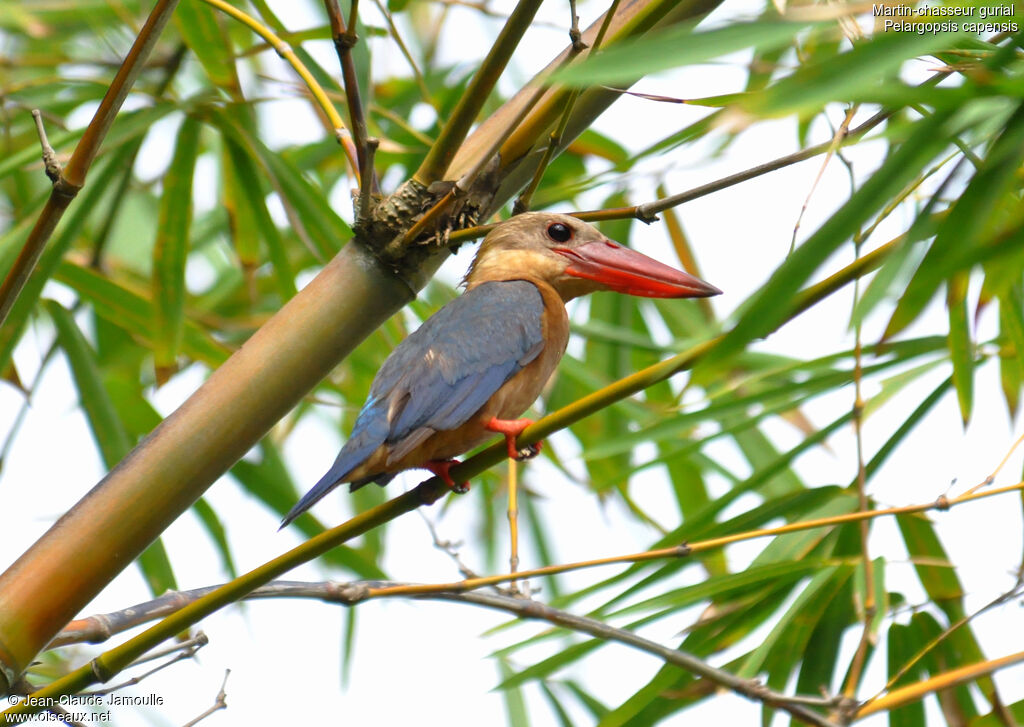 Stork-billed Kingfisheradult, identification