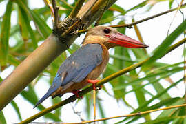 Stork-billed Kingfisher