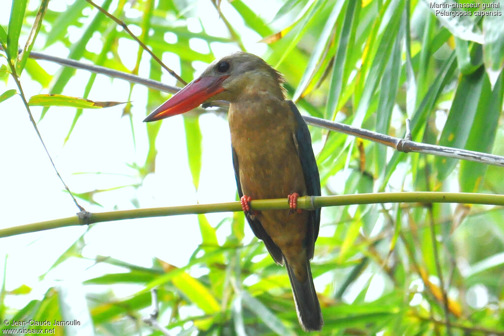 Martin-chasseur gurialadulte, identification