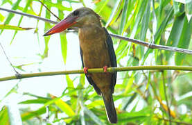 Stork-billed Kingfisher