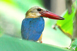 Stork-billed Kingfisher