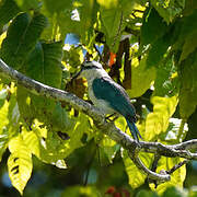 Chattering Kingfisher