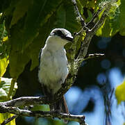 Chattering Kingfisher