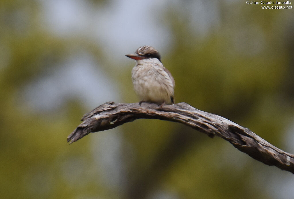 Striped Kingfisher