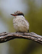 Striped Kingfisher