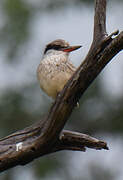 Striped Kingfisher