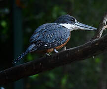 Ringed Kingfisher