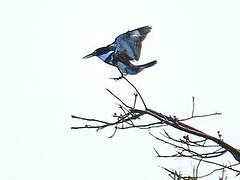 Belted Kingfisher