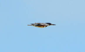 Belted Kingfisher